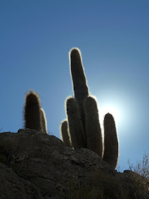 Cactus cardón