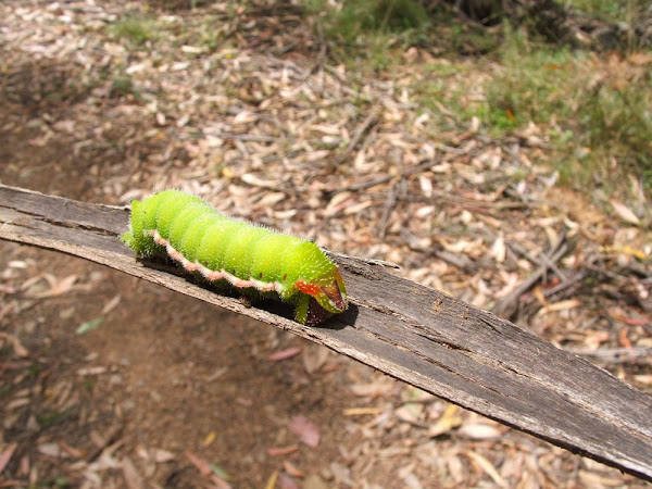 gum monarch caterpillar