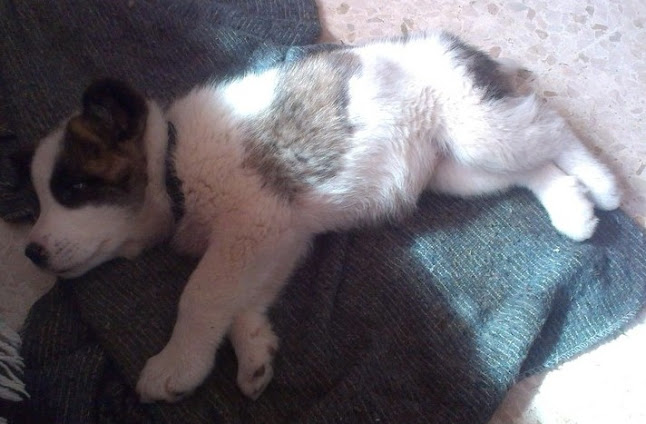 Osita