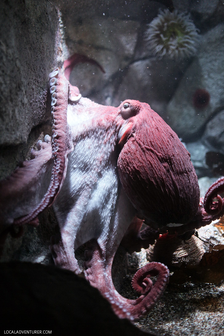 Giant Pacific Octopus (Monterey Bay Aquarium Animals).