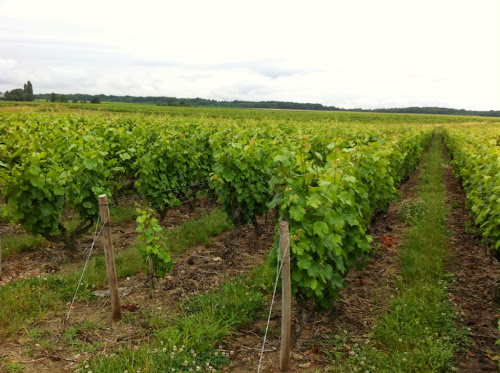 Vigne vouvray