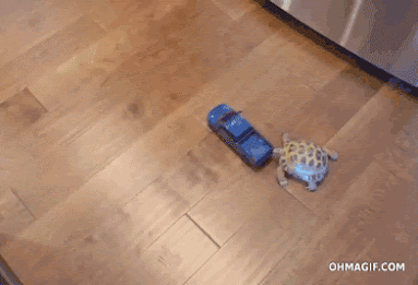 cute-tortoise-chasing-a-toy-truck.gif