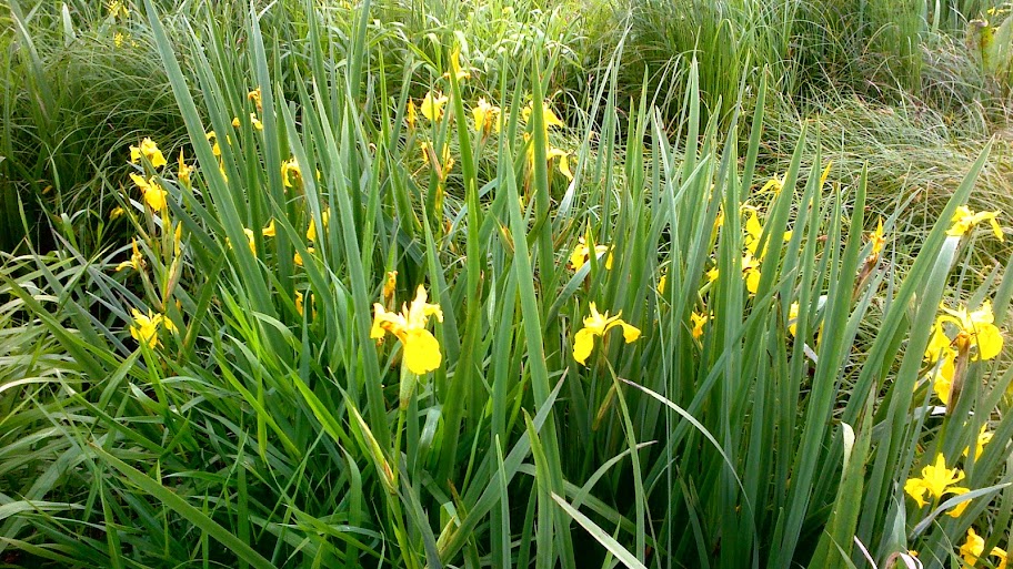 Kosaciec żółty (Iris pseudacorus)