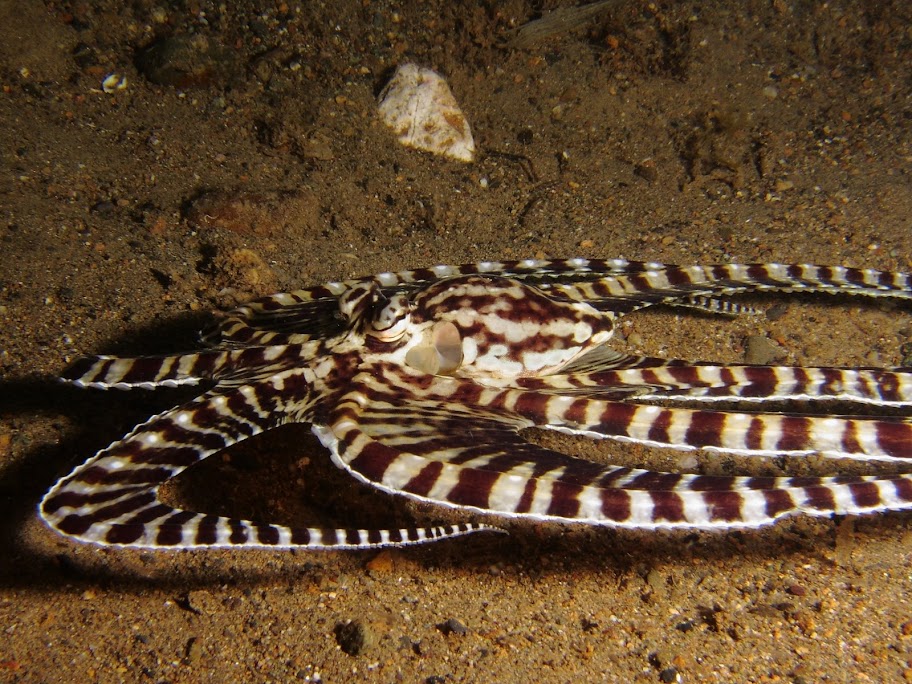 110507%252520Anilao84.JPG