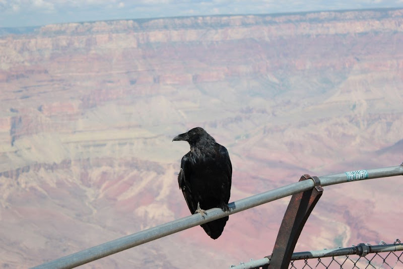 De Mallorca a la Costa Oeste de EEUU  - Blogs de USA - Día 6 - Tuba City, Grand Canyon y Tusayan (11)