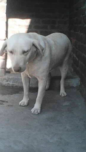 F Dog for Sale & Kennel club, Hambran Rd,, Mullanpur, Mullanpur Dakha, Punjab 141101, Punjab 141101, India, Club, state PB