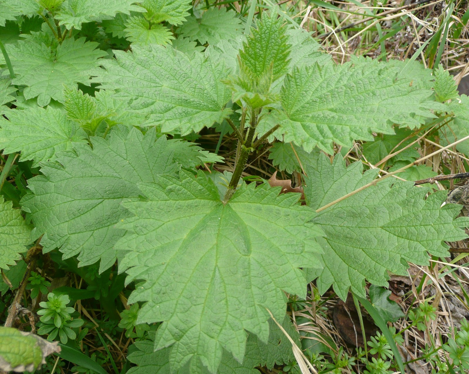 Nature In London: Stinging Nettle (Urtica Dioica)