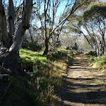 Snow gums forest along the Cascade Trail (283358)