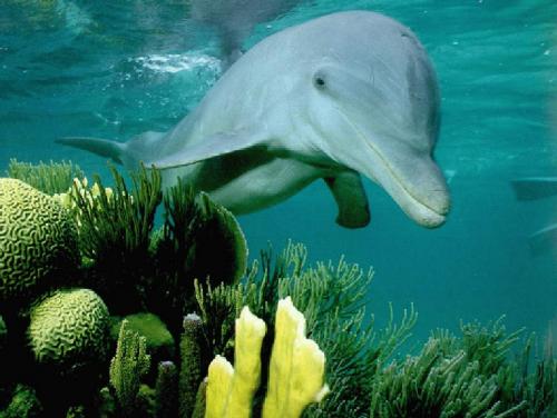 Delfino