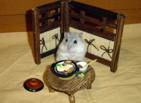 햄스터의 세상구경.jpg
