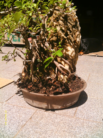 Ficus Microcarpa Começando... IMAG0189