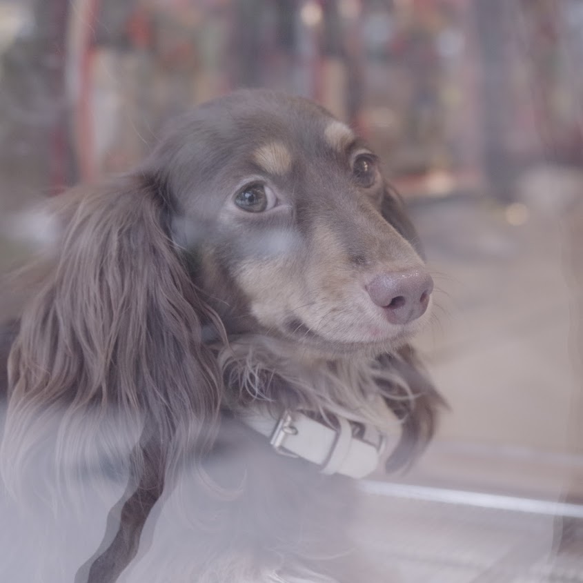 寵物店的幼犬