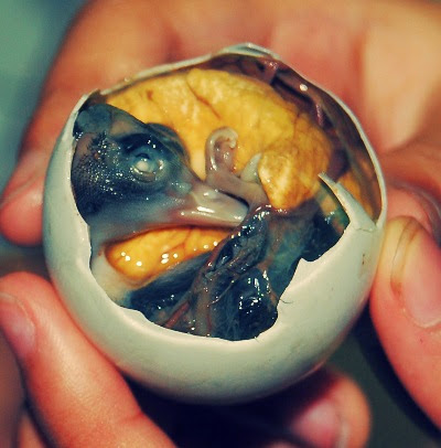 balut-egg