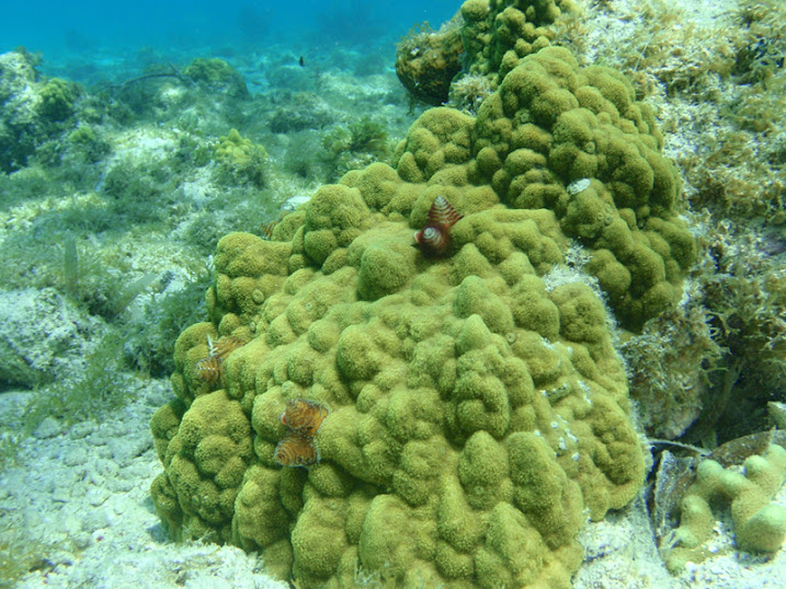 Spirobranchus giganteus (Christmas Tree Worm) in Porites asteroides (Mustard Hill Coral) near Tranquility Bay Resort.