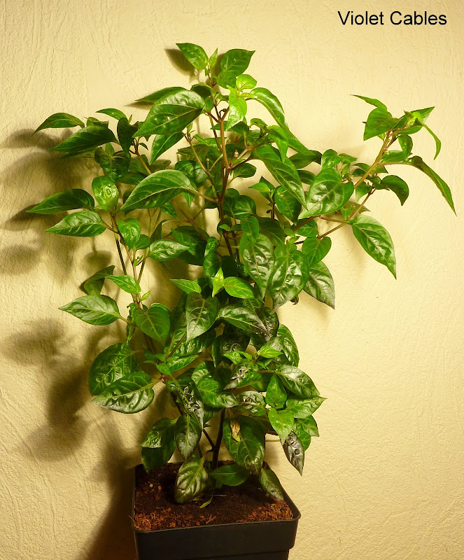 P1240151.JPG