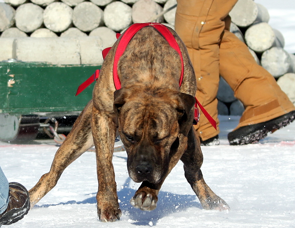 World Championship Dog Weight Pull. Fur Rondy 2011