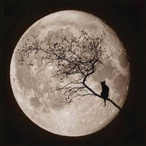 Full Moon Harvest Moon