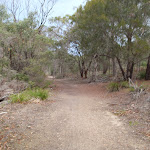 Track to Bournda Beach car park (106954)