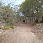 Track to Bournda Beach car park (106954)