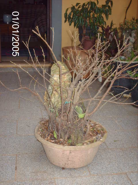 Ficus Microcarpa Começando... PICT1005