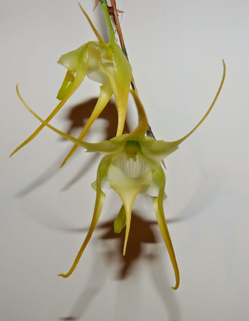 Aeranthes grandiflora P1420738