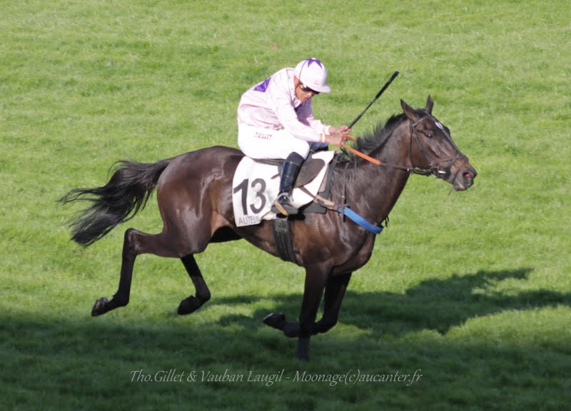 Photos Auteuil 17-05-2015 Journée du Grand Steeple - Page 2 IMG_0532