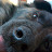 Amy Monahan avatar image
