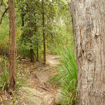 Blue Gum walk just south of Fishponds Lookout (325538)
