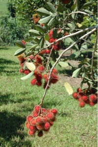rambutan fruit tree on vines