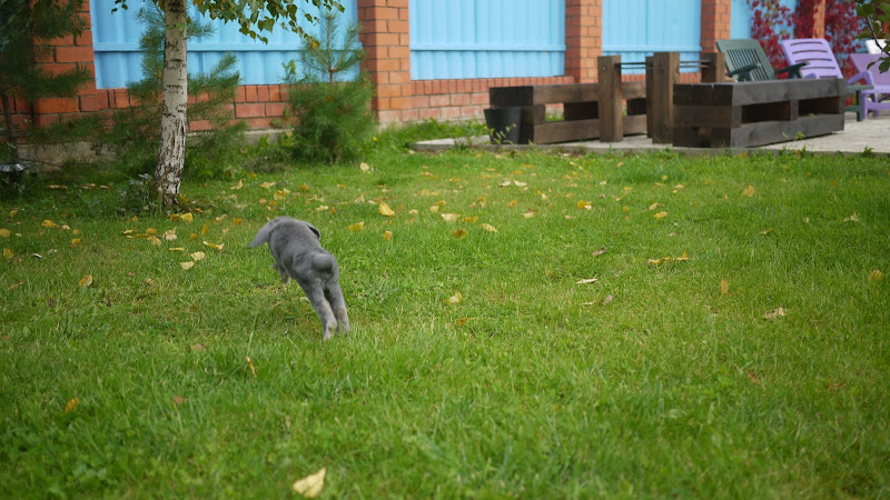 Кролик
