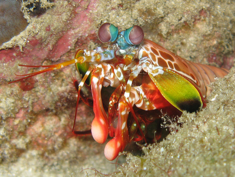 Mantis Shrimp Wound