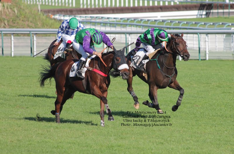 Prix Montgomery 2014 (St., Gr.III, Auteuil) 18-10 : Lachlan Bridge IMG_5041