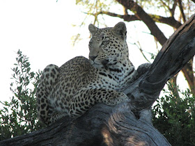 Wildlife Photos of Leopard (Tubu Tree Camp, Botswana)