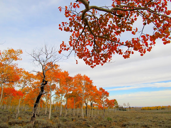 Orange aspen on top of Gentry Mountain