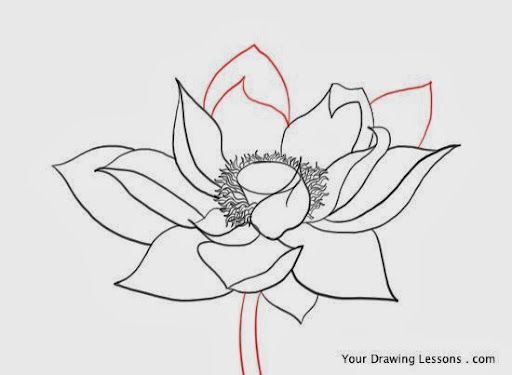 Cách vẽ hoa sen đẹp từ đơn giản đến nâng cao ai cũng vẽ được  Trường THPT  Kiến Thụy