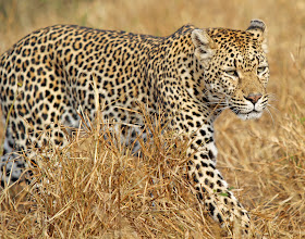 Wildlife Photos of Leopard (Mala Mala, South Africa)