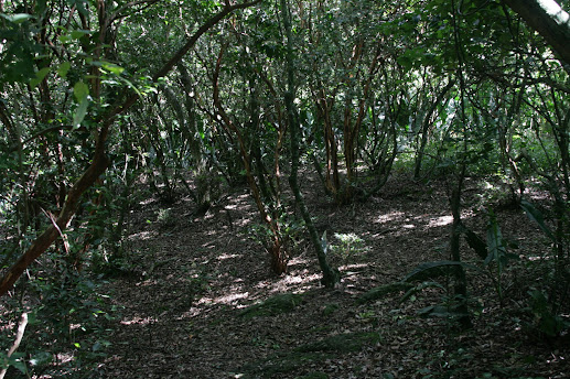 Bosque dos Camboins - Ilha do Pontal - novas imagens Mini_2013_03_1609_50_279236b