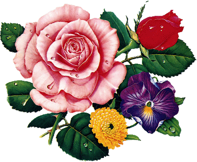 rosa e flores