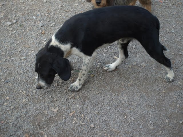 Queremos un beagle para Albacete P6300577
