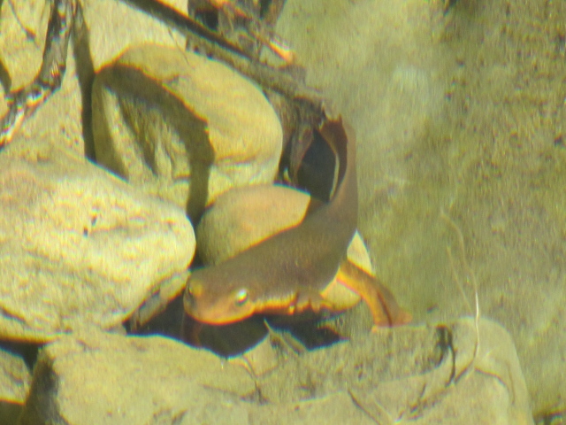 newt swimming toward the camera