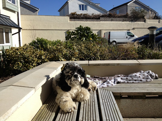 Charlie Brown, American cocker spaniel, sunbathing