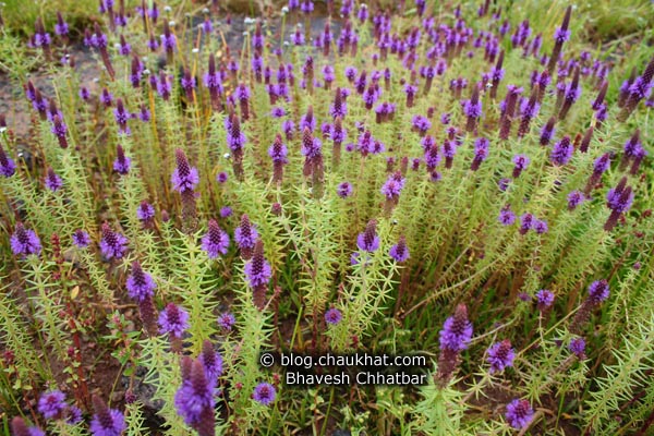 Looks like a forest of purple flower spikes! It was shot in the Kas Plateau.