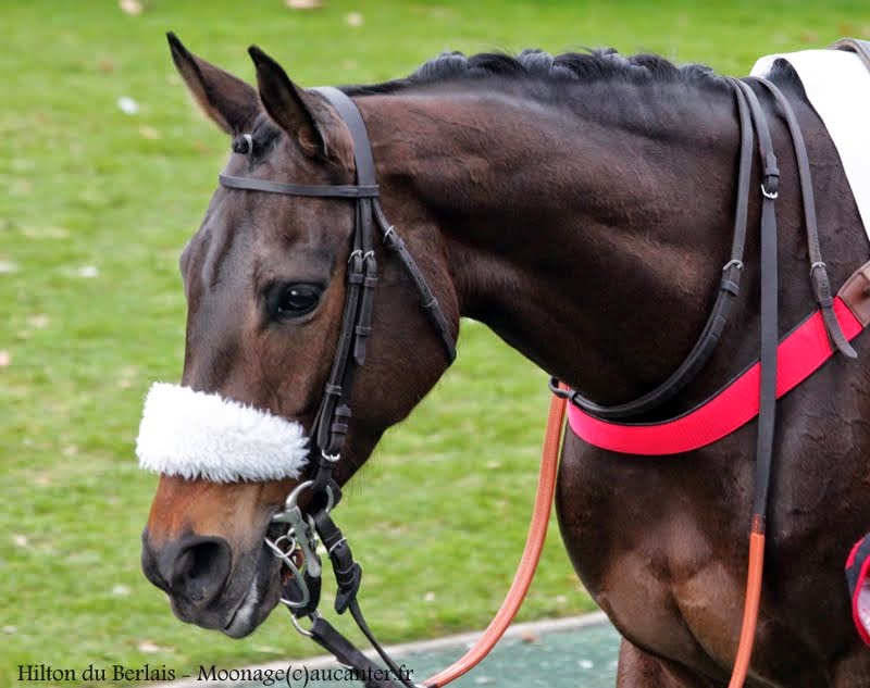 Photos Auteuil 1-03-2015 IMG_7125