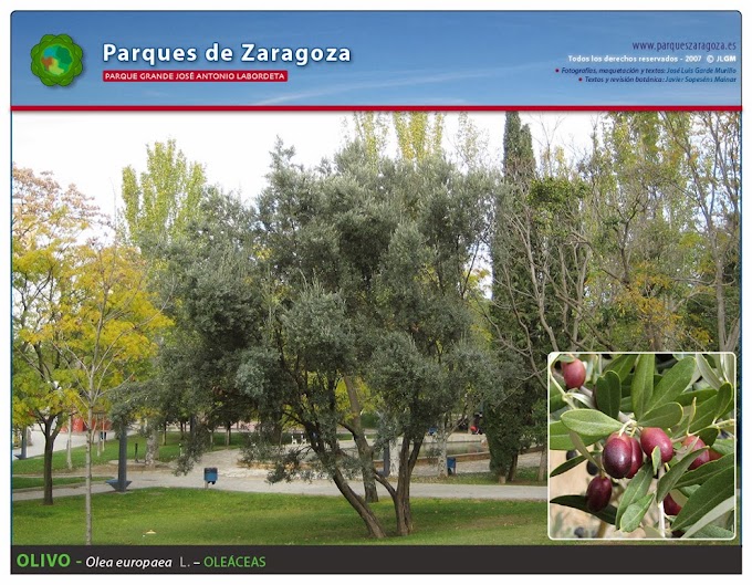 Jardin Botanico Zaragoza Olea Europea