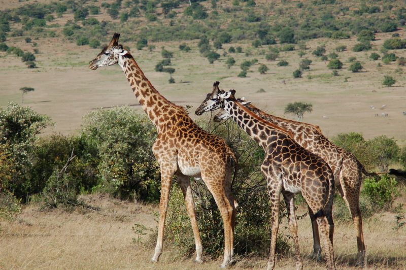 El zoo más grande del mundo - Kenya (2009) - Blogs de Kenia - Maasai Mara (27-29 de junio de 2009) (19)