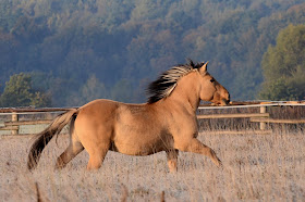 https://lh6.googleusercontent.com/-05UbbvHXCyg/TqKAp9JgEgI/AAAAAAAADic/Wx9oL6u-7QU/s720/Fiord%252520sukienkowy%252520051.JPG