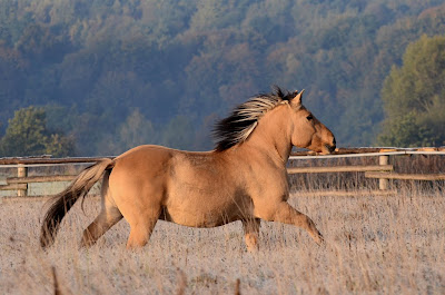 https://lh6.googleusercontent.com/-05UbbvHXCyg/TqKAp9JgEgI/AAAAAAAADic/Wx9oL6u-7QU/s720/Fiord%252520sukienkowy%252520051.JPG