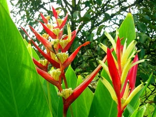 Birds of Paradise Bunga Sepit Udang