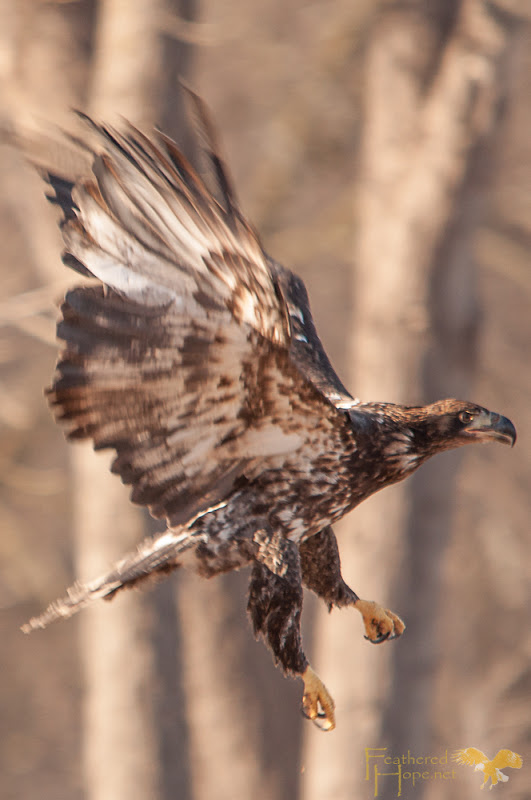 After release, this immature bald eagle makes a bid for a nearby tree. Photo by Lisadawn Schram/Feathered Hope.net