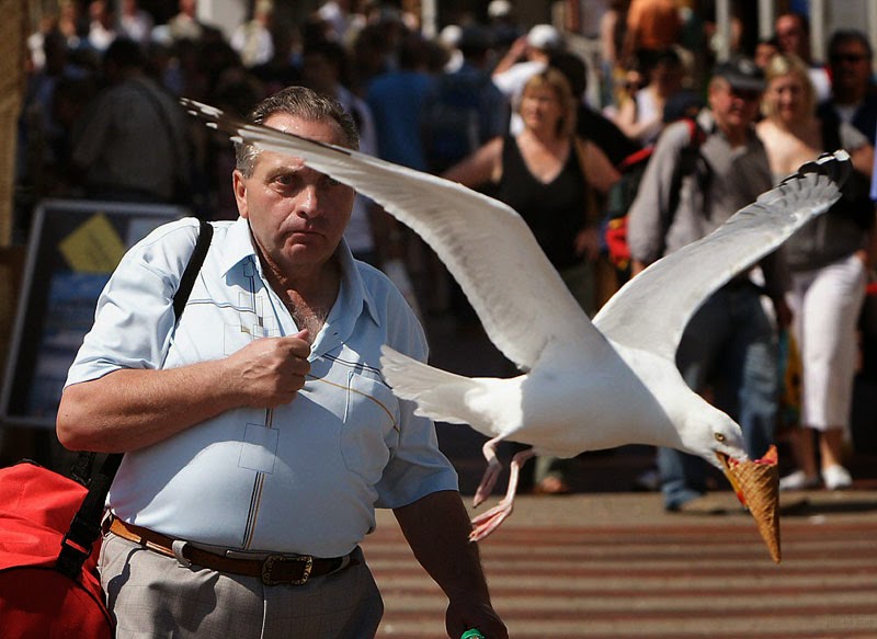 seagull-takes-ice-cream-perfect-timing.